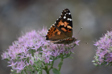 Butterflies