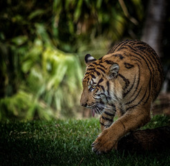 tiger