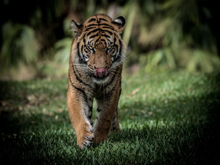 tiger