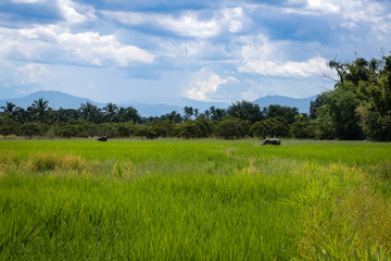 Two buffalos on the middle of the field rice with a background of natural trees and beautiful sky.