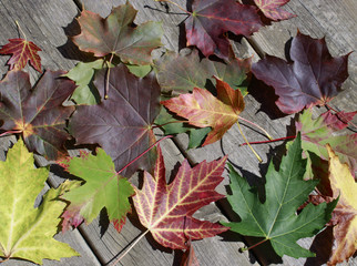 Maple leaves on wood background