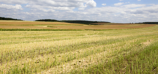 Obraz premium Rapeseed field landscape