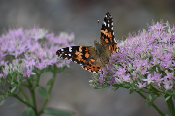 Butterflies