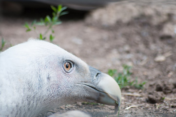 Adler
