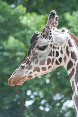 Zootiere