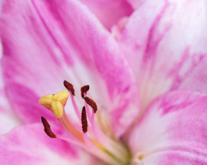 Stamens and pestles on pink petal from lily flower