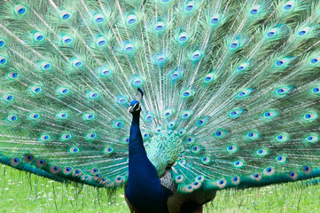 Obraz premium Zootiere