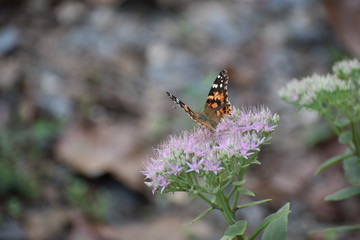 Butterflies