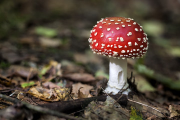 Mushroom amanita photo poison forest red mushroom