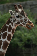 giraffe, zoo, wild, neck, tall, legs, spots