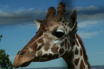 giraffe, zoo, wild, neck, tall, legs, spots