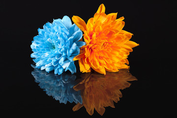Chrysanthemum flowers, blue and orange color, on black background, reflection