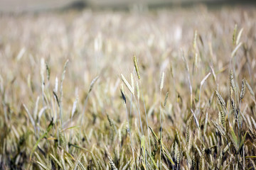 Fototapeta premium green cereals, close-up