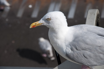 Möwen
