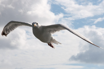 Möwen