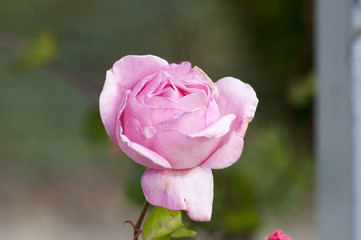 Blumen und Blüten