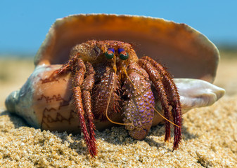 Hermit crab in the shell on a sand beach