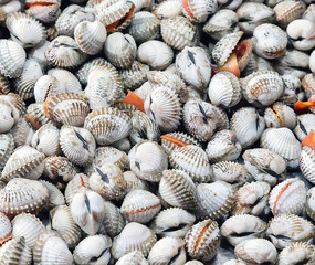 Seashell background Shellfish molluscs