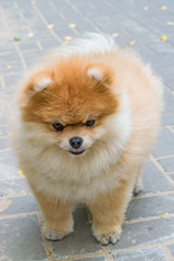 Obraz premium Pomeranian Spitz, pet dog closeup standing on the pavement looking right 