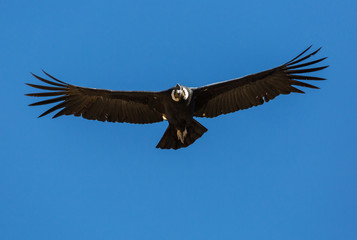 Condor