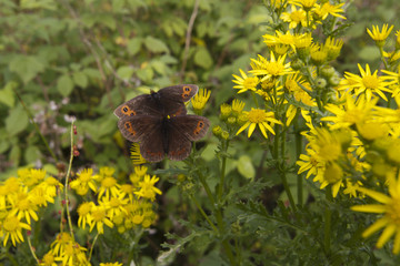 Schmetterlinge im Schottischen Hochland