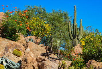 Desert cactus landscape in Arizona
