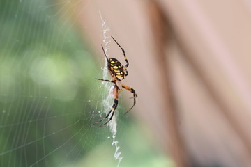 Garden Spider