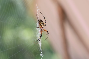 Garden Spider