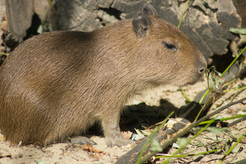 Capybara's baby