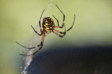 Garden Spider