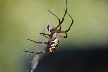 Garden Spider