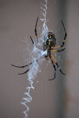 Garden Spider