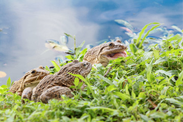 Obraz premium Frogs on the grass near the pond that reflected the sky , one of Frogs is open mouth.