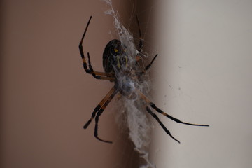 Garden Spider