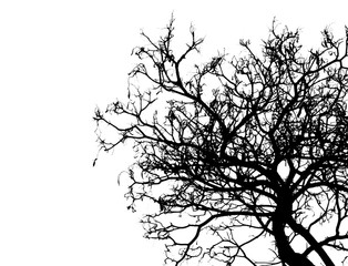 Silhouette dead tree isolated on white background for scary or death with clipping path.