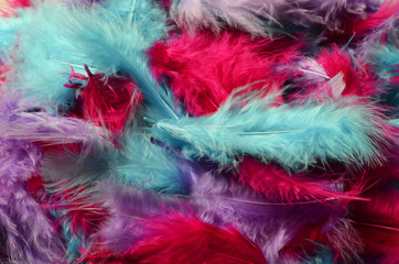 Colored feathers background