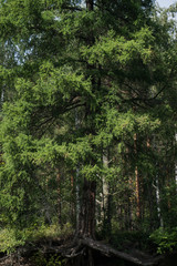 old tree in a green forest