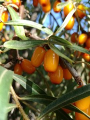 Ягоды облепихи