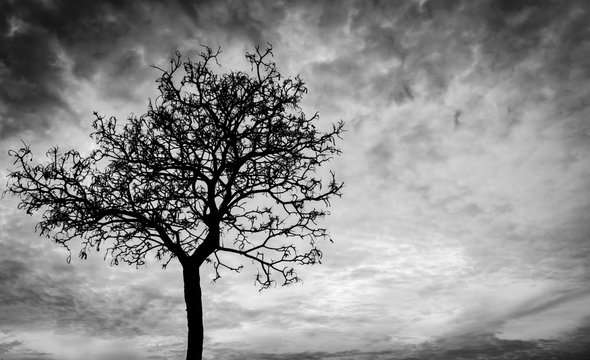 Silhouette dead tree on dark sky background for scary or death