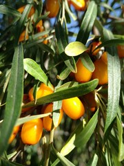 Ягоды облепихи