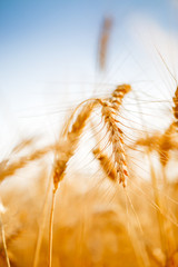 Photo of ripe wheat spike in field
