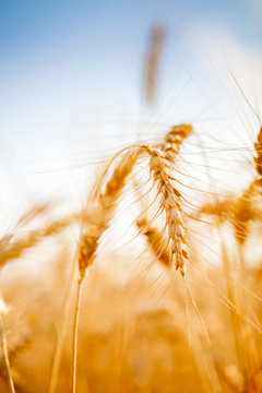 Photo of ripe wheat spike in field