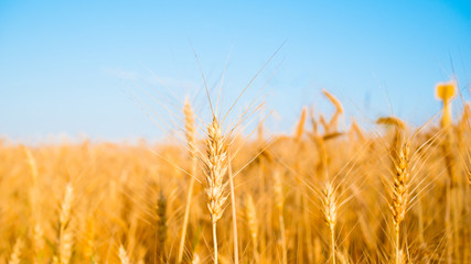 Picture of wheat spikelets in field