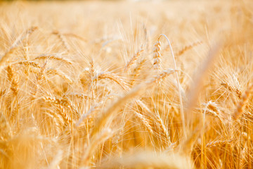 Picture of ripe rye field