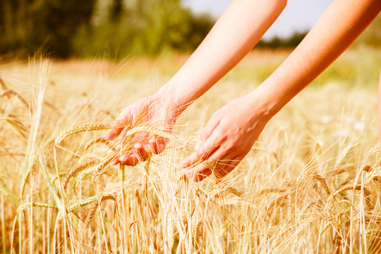 Photo of hands of man with rye spikelets