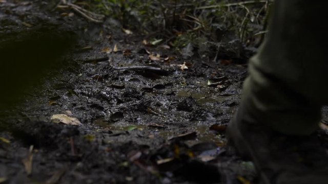 En la profundidad de bosque