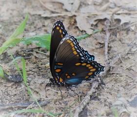 Black Butterfly