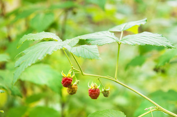 Wild raspberry in forest