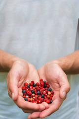 Men's hands hold berries of wild strawberries and blueberries in the palms of their hands