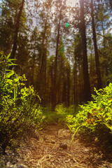 spring forest with a path and sun rays